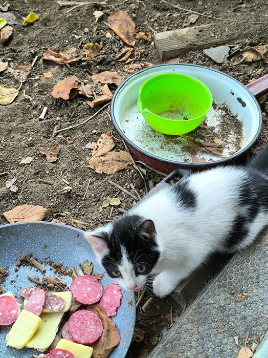 Две котета си търсят дом подарявам ги