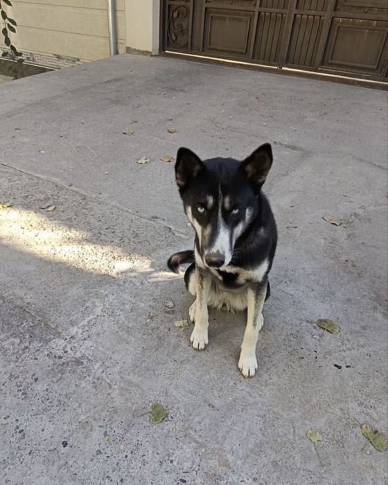 Продается Хаски