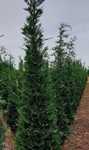 Vând plante ornamentale tuia Leylandii tuia smarand rulou de gazon
