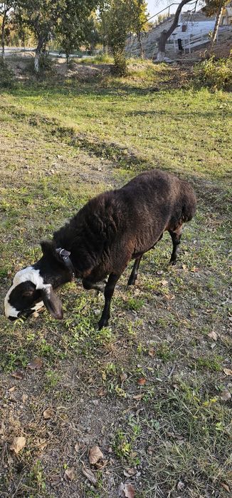 Xisori qo'chqor sotiladi