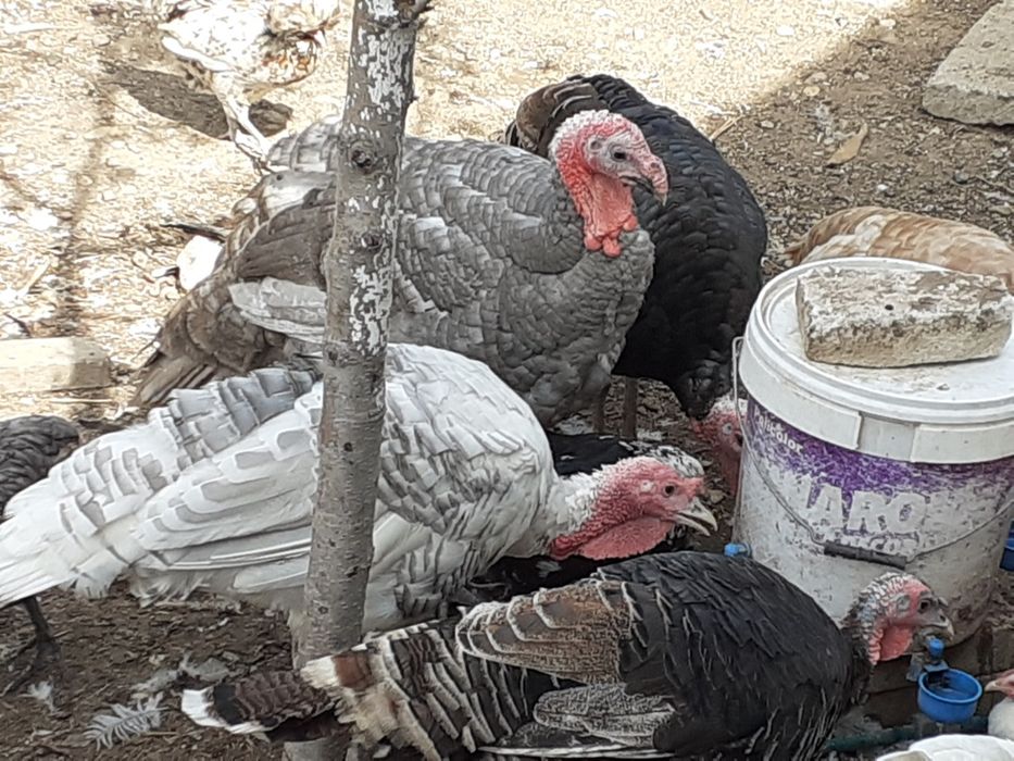 Vând curcani tineri crescuți în sistem gospodaresc