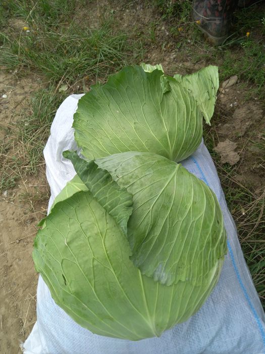 Varza gumna ideala pentru murat,foaie subtire