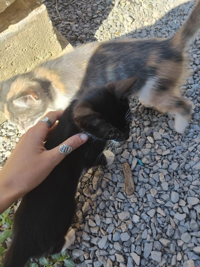 Котенца на 4 месеца