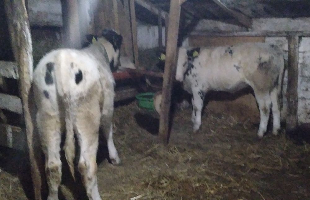 Vițea belgă de Vînzare