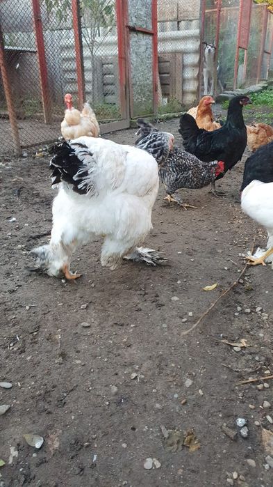 Gaina brahma alb herminat deschis.