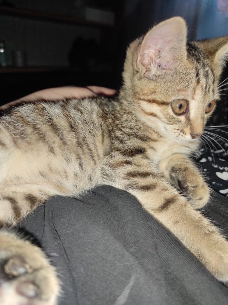 Маленький котенок девочка