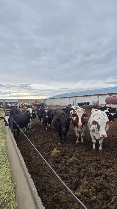 Коровы Голштин молочные