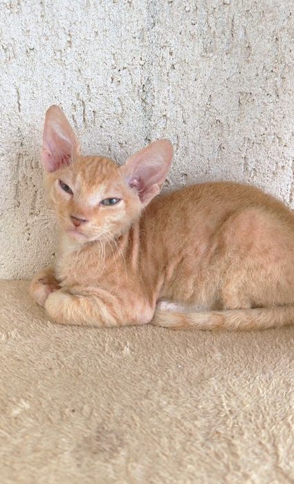 БРАШ с родословието на Донски сфинкс мъжки