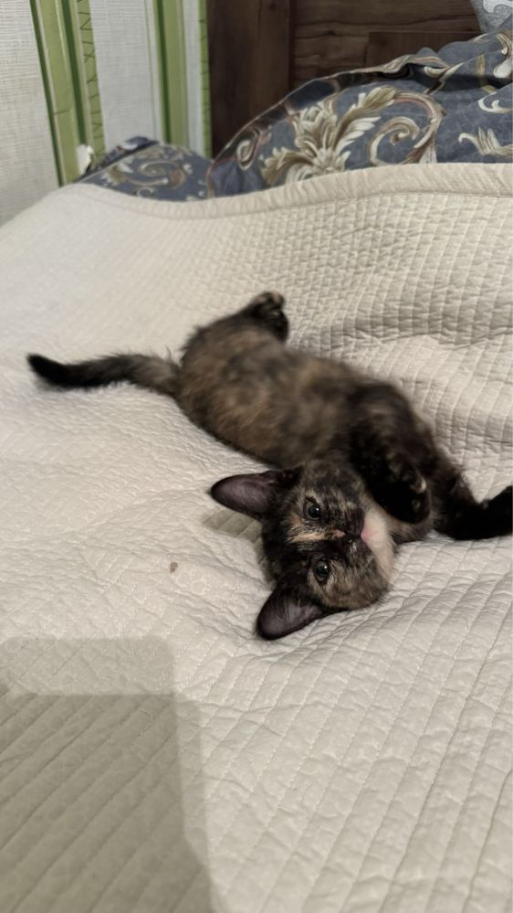 котенок девочка в добрые руки