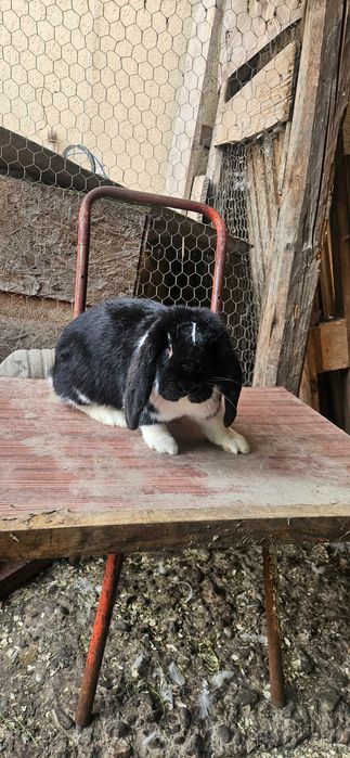 Mascul berbec german