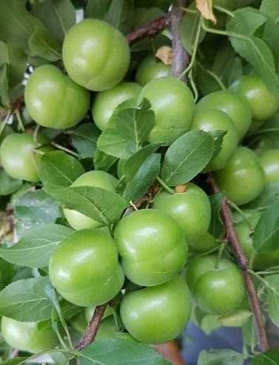 Слива Папаз (Papaz Erik)