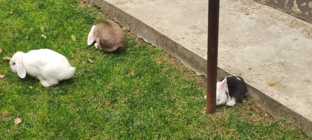 Порода "карлик баран" куёнлар сотилади ота она ва 2 та боласи