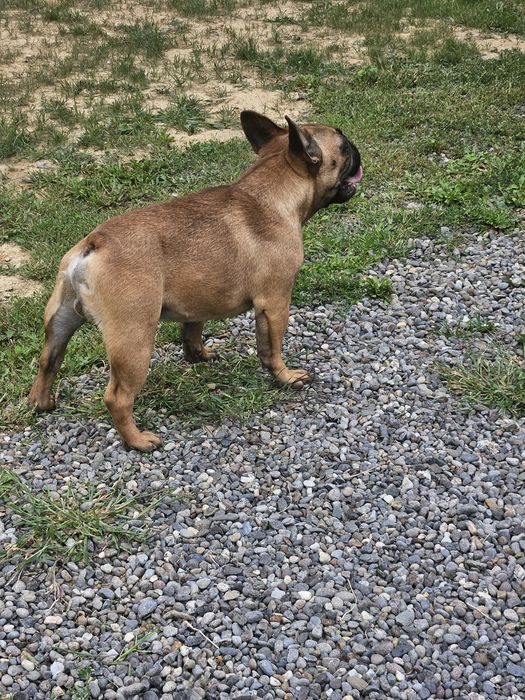 Bulldog Francez Mascul pedigree FCI