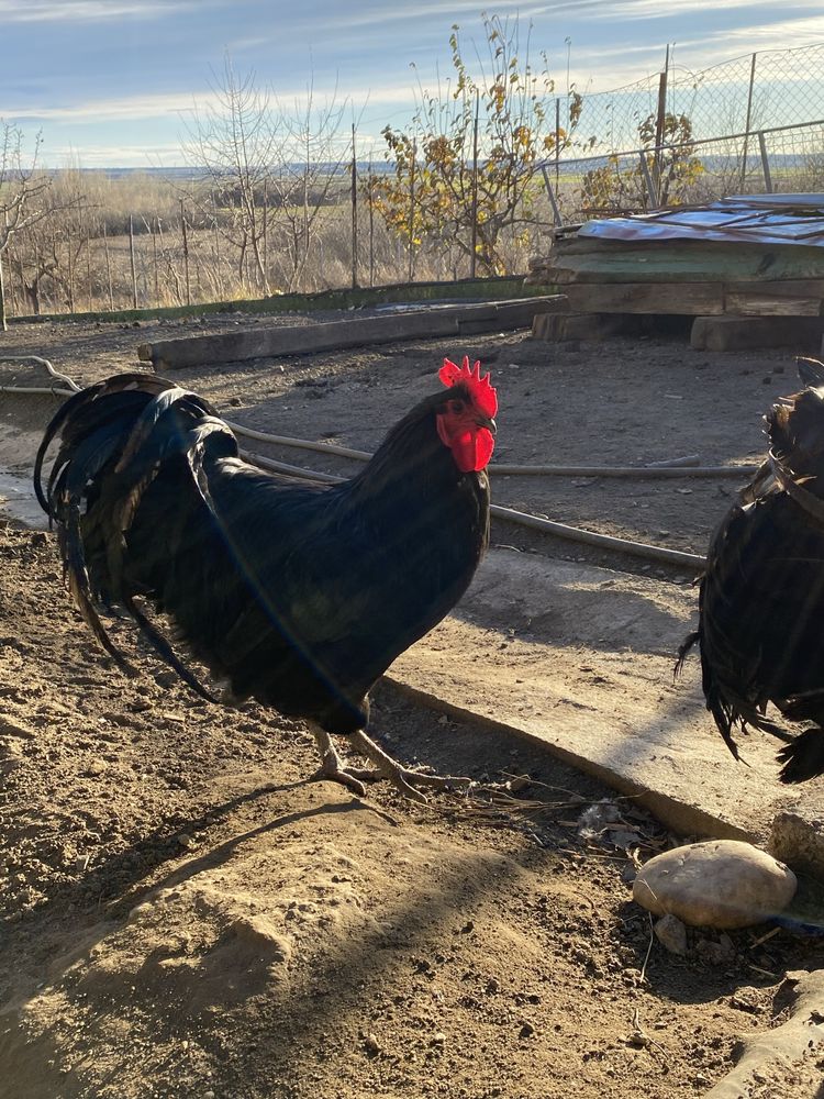 Australorp oua incubat