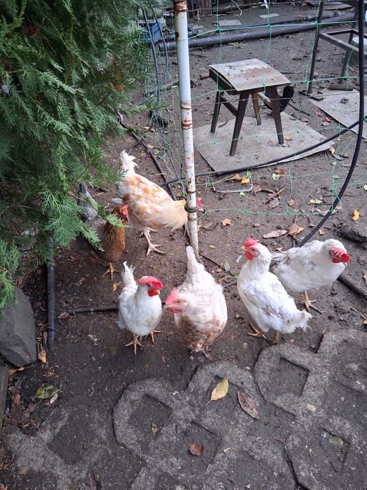 Кокошки носачки 11м