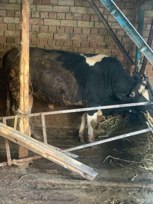 Buqa sotiladi. sogʻlom. xonadonda boqilgan