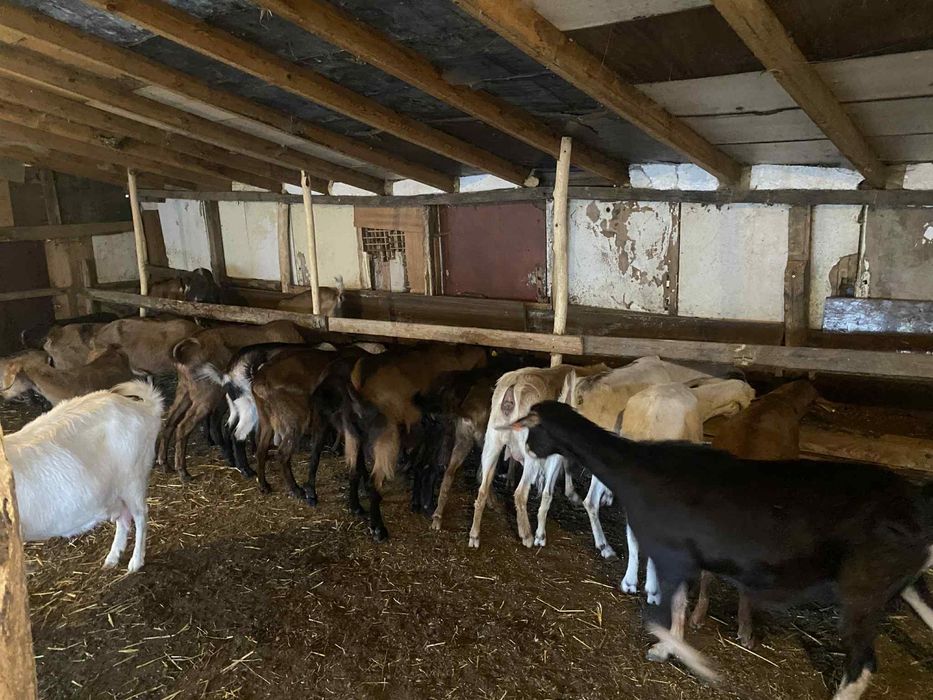 Продават се кози и ярета