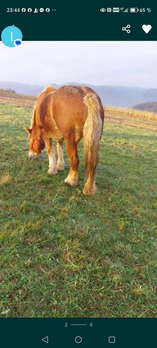 Vând iapă gestantă în 4 luni