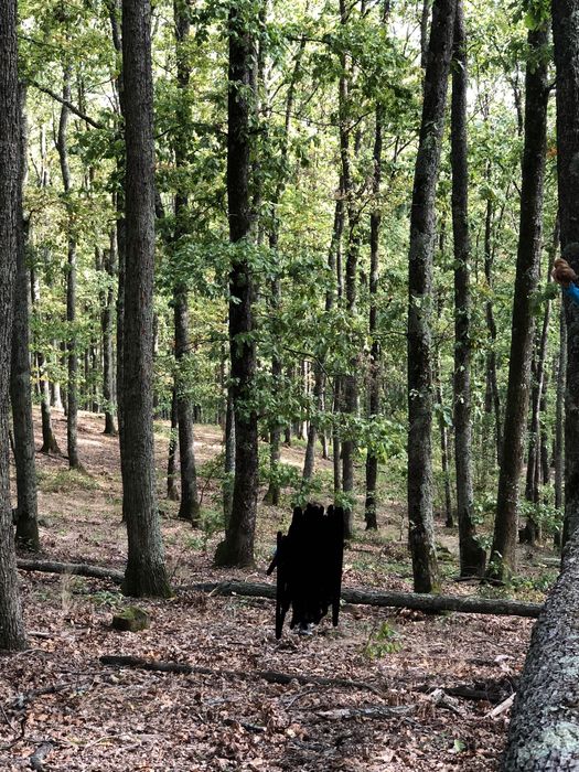 Padure fond forestier Dud-Nadas 27 ha