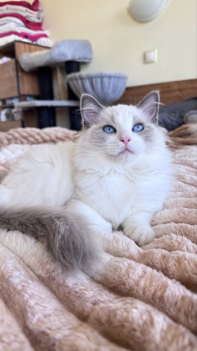 Регдол котенце търси своето семейство!