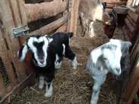 Продам коз и козлят разных возрастов, пород и окрасов.