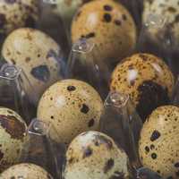 Пресни, домашни, яйца от пъдпъдъци