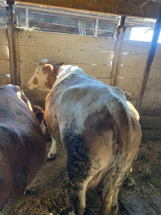 Vaca cu vițea  de vanzare