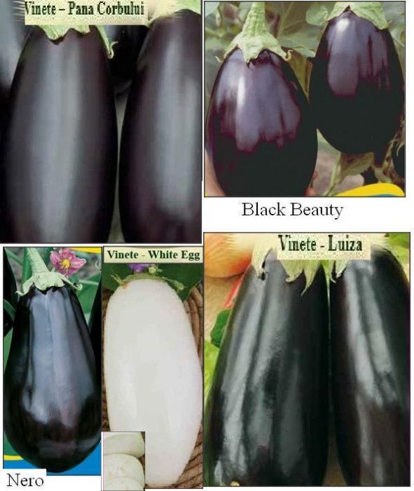 seminte vinete mari negre sau albe-plic 0.8gram