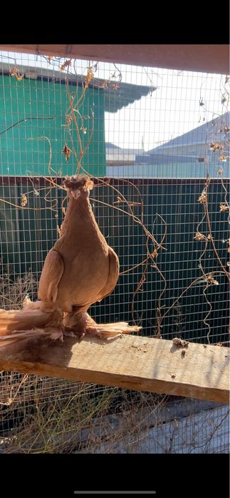 Продается голуби двухчубые узбекски