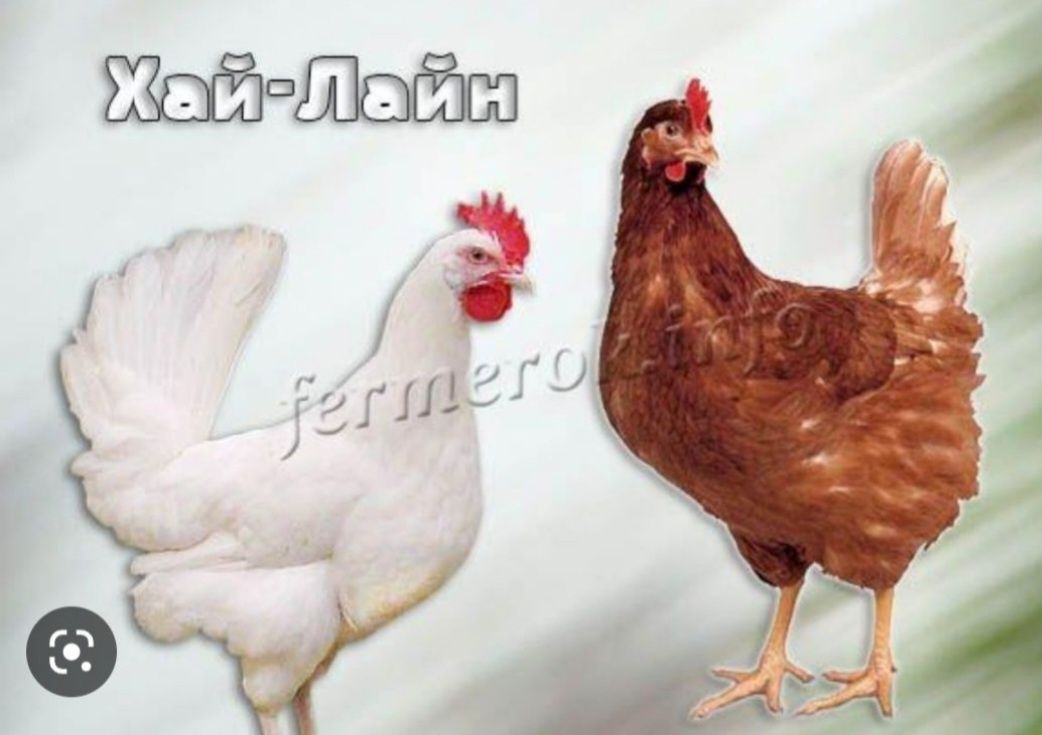 Цыплята курички несушки Хай Лайн. Жужалар тухум йуналишида. Jojalar