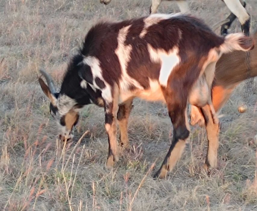 Продавам Мъжки Ярета