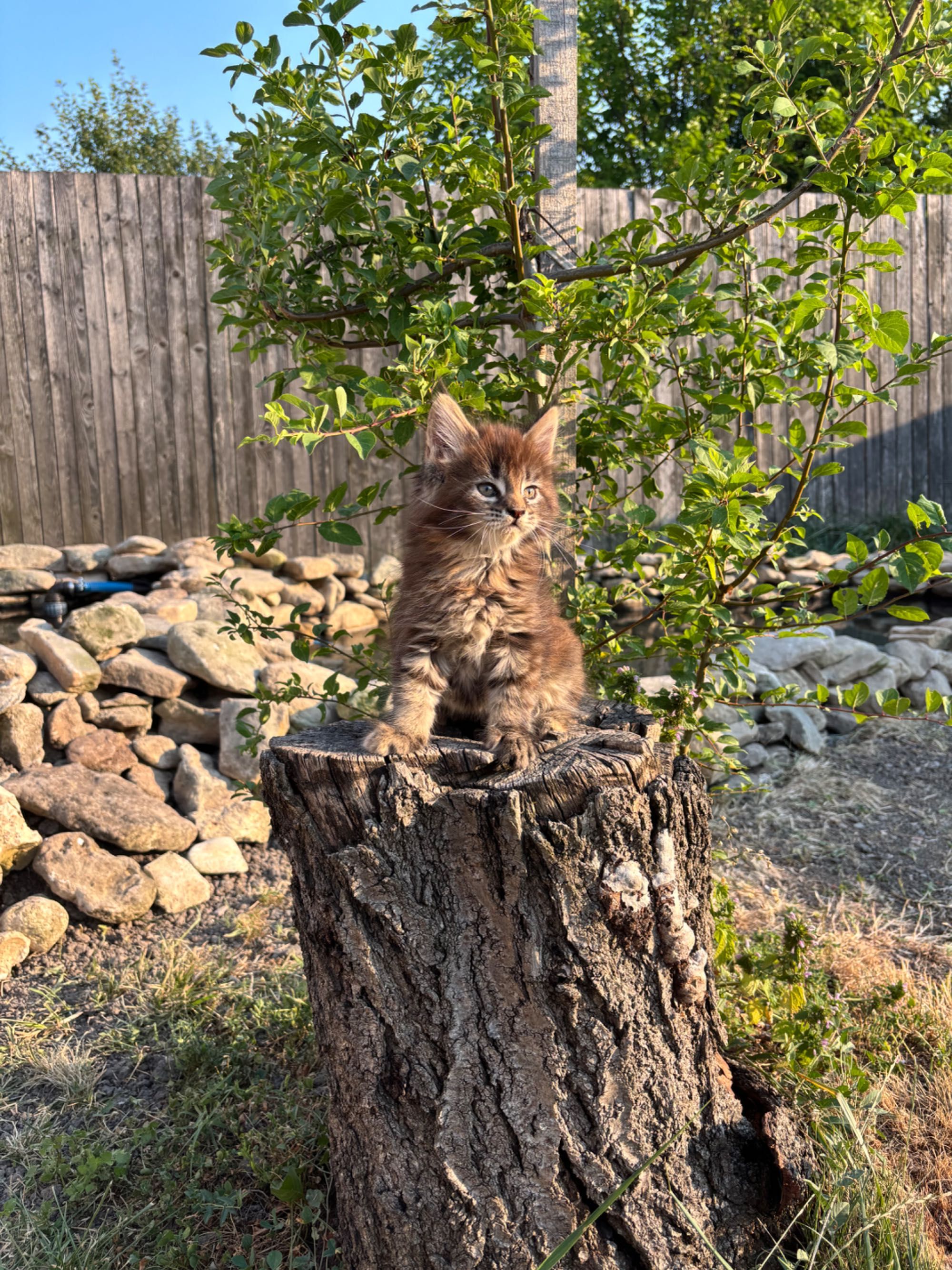 Котенца Мейн Куун