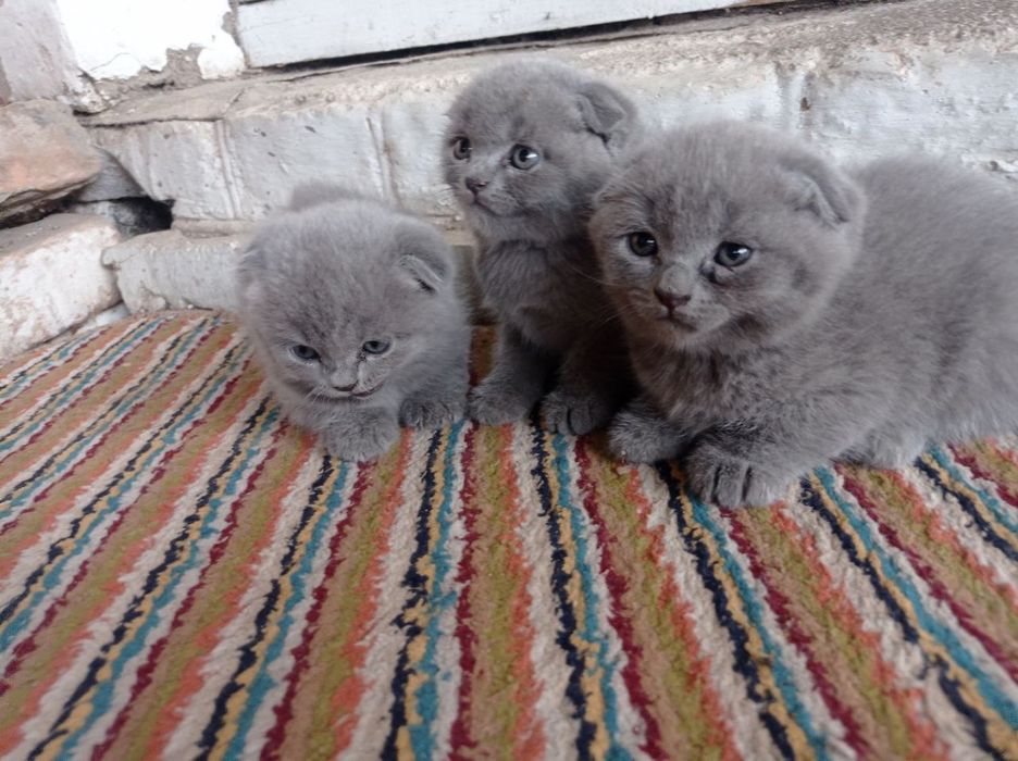 Продаются котята, породы Скоттиш Фолд