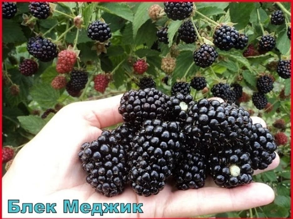 Ежевика Натчез,супер сорт