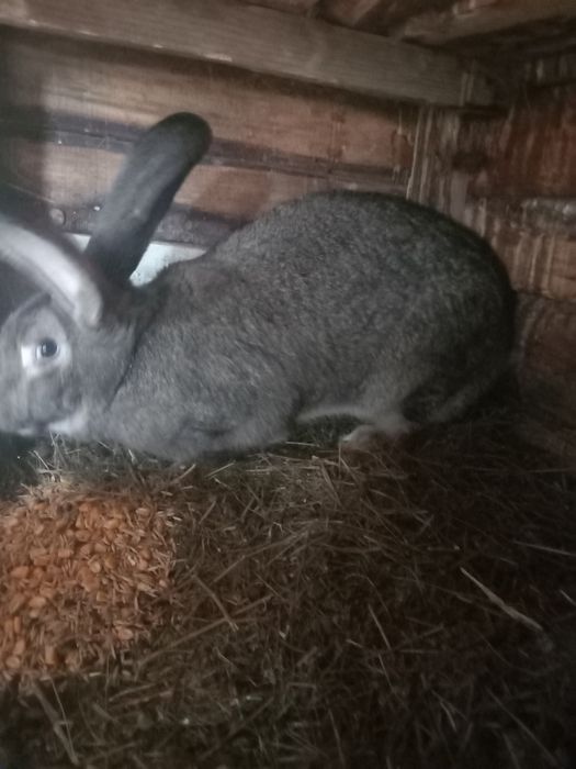 Iepurite uriaș german