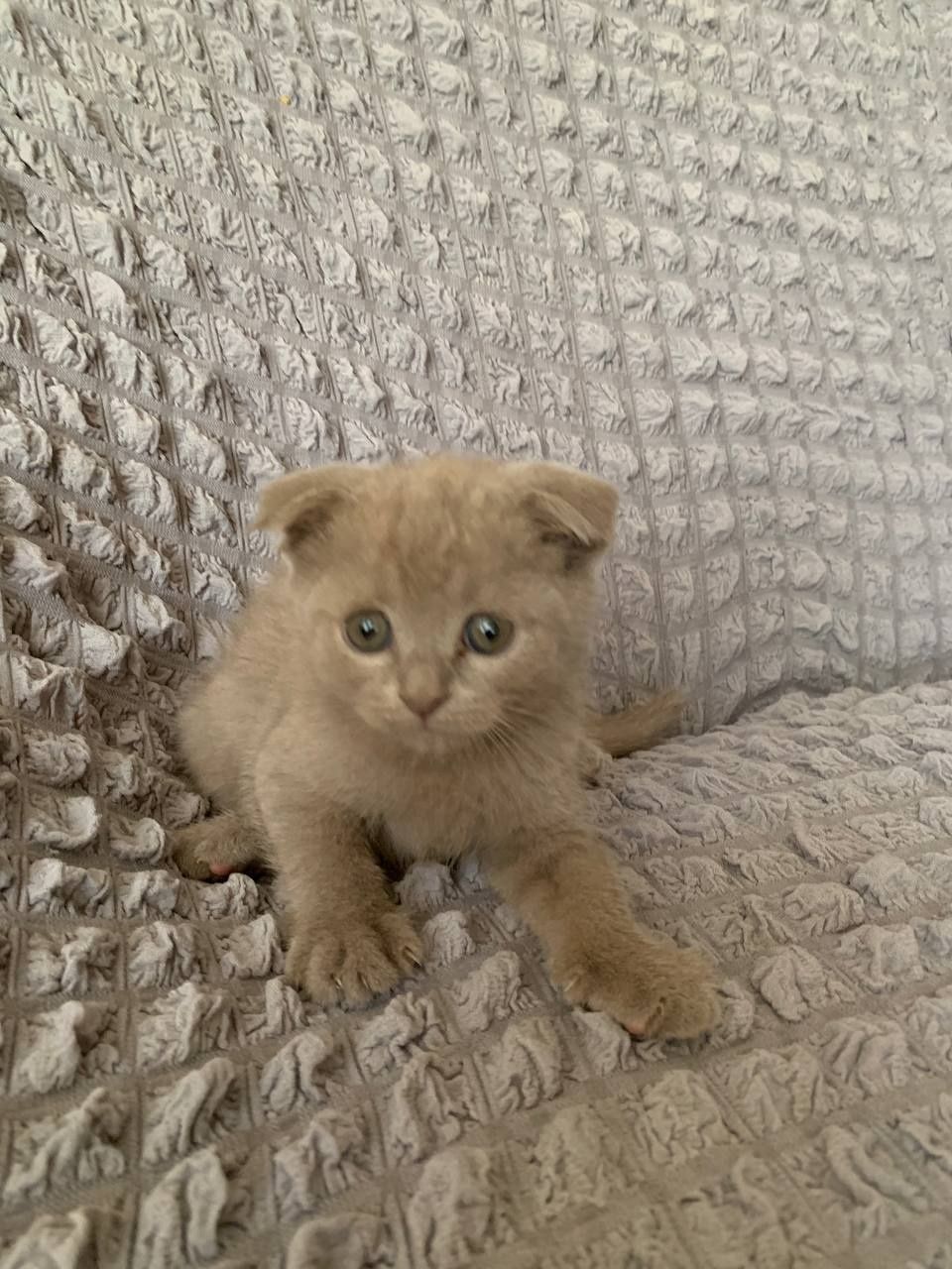 Scottish fold mushuk
