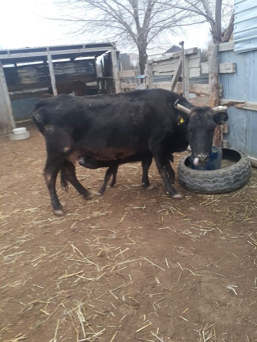 Бұзаулы сиыр бұзауы ұрғашы