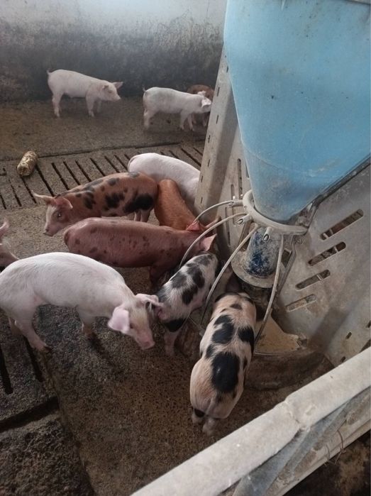 Отбити малки прасета