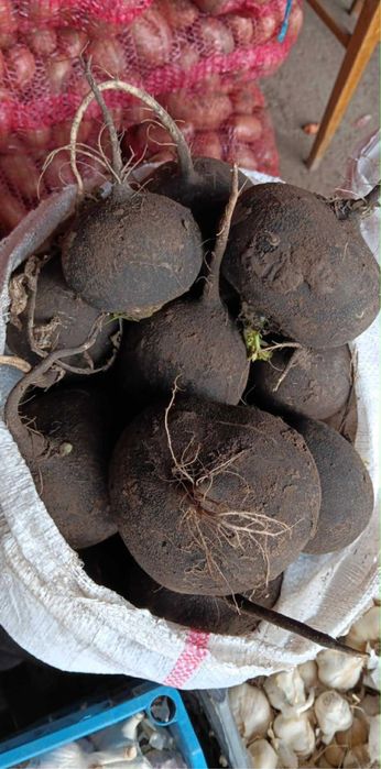 Ridiche neagra productie proprie