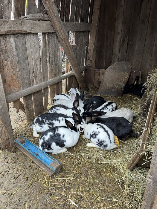 Iepuri de casa, rasa fluture