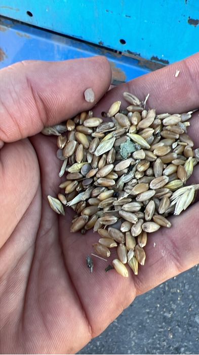 Корма пшеницы ячмень сечка