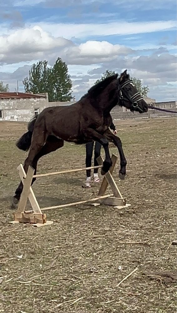 Продам жеребенка(кобыла)