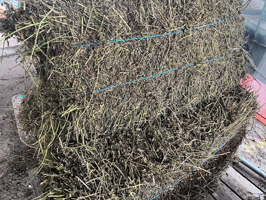 Vând baloți lucerna și porumb uscat(grăunte)