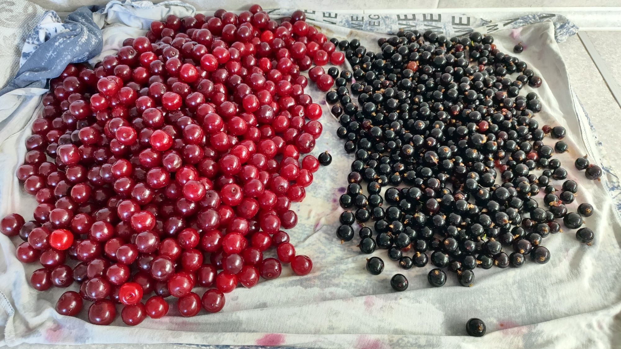 Продам вишню(с дерева)