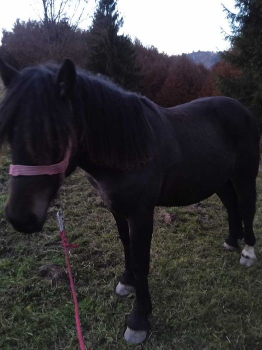 Manz de 1 an si 5 luni