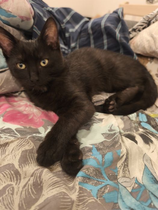 Подарявам малко мъжко котенце