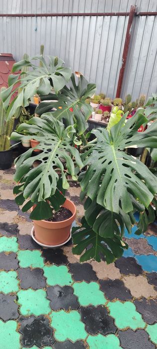 Monstera Deliciosa