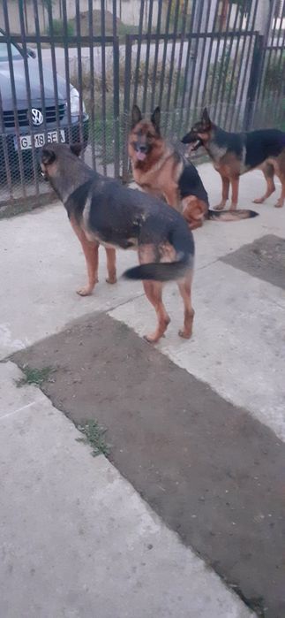 Donez catei Ciobanesc German