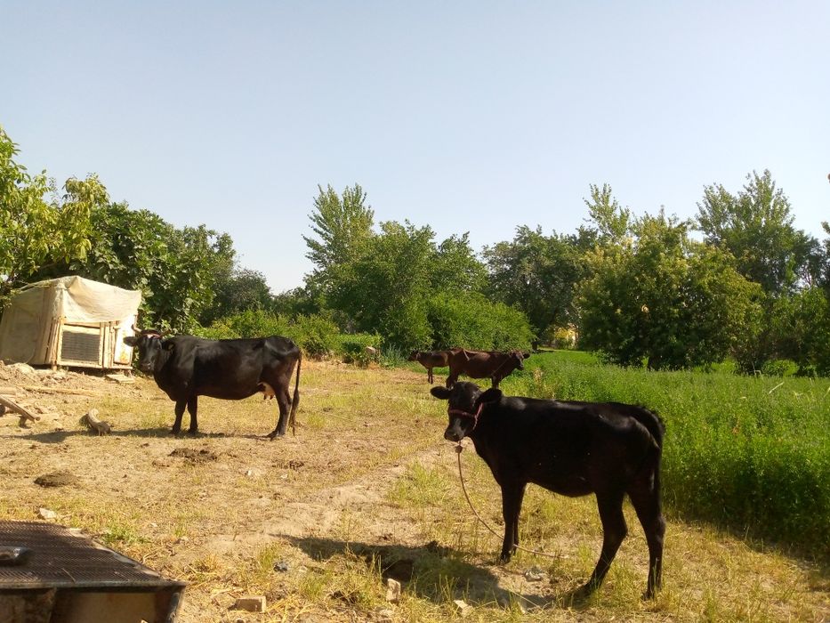 Ona bola segir porada