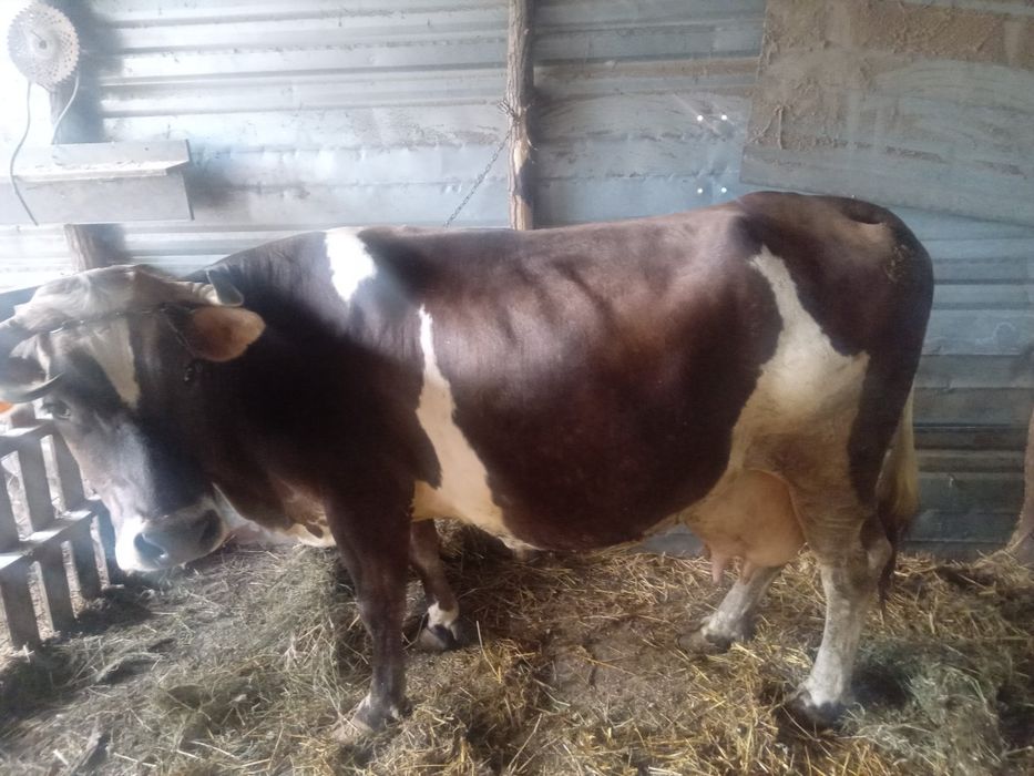 Vaca Bălțată romaneasca